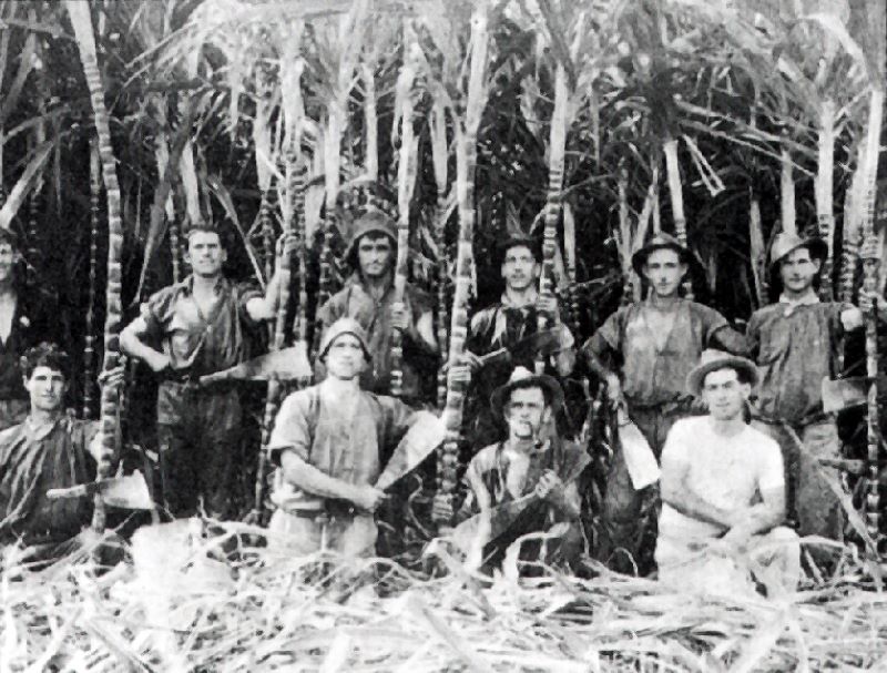 Queensland, Australia, about 1920. Sugar cane cutters